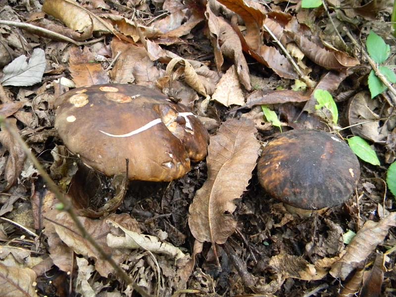 Ritrovamenti 19.10.2010